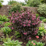 1 Weigela Florida Victoria Plant, Hardy Flowering Shrub, Outdoor Garden Ready, 2L Root-Ball - Frankton's