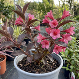 1 Weigela Florida Victoria Plant, Hardy Flowering Shrub, Outdoor Garden Ready, 2L Root-Ball - Frankton's
