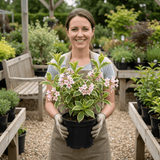 1 Weigela Variegata Plant, Pink Flowering Hardy Shrub, Bee Friendly, Outdoor Garden Ready, 17cm Root-Ball - Frankton's