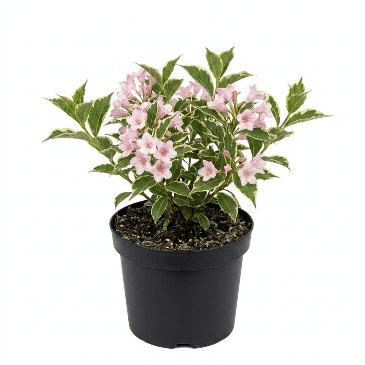 1 Weigela Variegata Plant, Pink Flowering Hardy Shrub, Bee Friendly, Outdoor Garden Ready, 17cm Root-Ball - Frankton's
