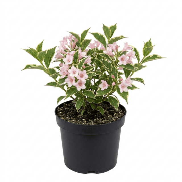 1 Weigela Variegata Plant, Pink Flowering Hardy Shrub, Bee Friendly, Outdoor Garden Ready, 17cm Root-Ball - Frankton's