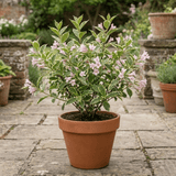 1 Weigela Variegata Plant, Pink Flowering Hardy Shrub, Bee Friendly, Outdoor Garden Ready, 17cm Root-Ball - Frankton's
