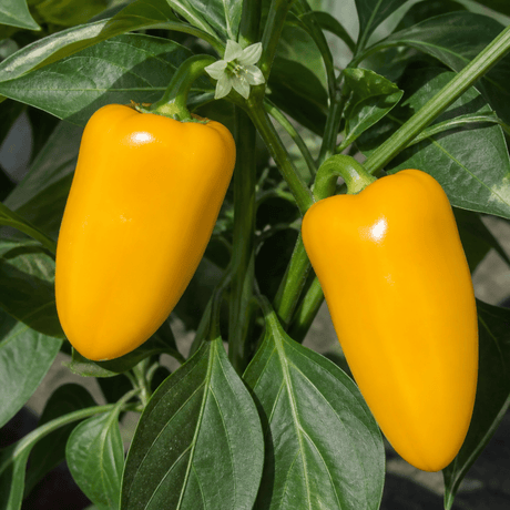 1 Yellow Sweet Pepper Plant, 2 Litre Root Ball, Astor Conical Variety, Garden Ready, Grow Your Own Veg - Frankton's