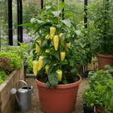 1 Yellow Sweet Pepper Plant, 2 Litre Root Ball, Astor Conical Variety, Garden Ready, Grow Your Own Veg - Frankton's