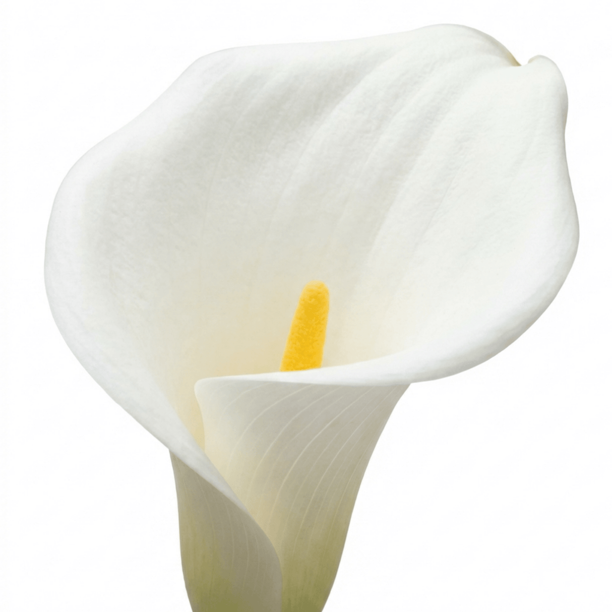 1 Zantedeschia Snow White Live Plant, Hardy Perennial Calla Lily, Outdoor Garden Ready, 3 Litre Root-Ball - Frankton's