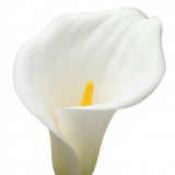 1 Zantedeschia Snow White Live Plant, Hardy Perennial Calla Lily, Outdoor Garden Ready, 3 Litre Root-Ball - Frankton's