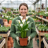 1 Zantedeschia Snow White Live Plant, Hardy Perennial Calla Lily, Outdoor Garden Ready, 3 Litre Root-Ball - Frankton's