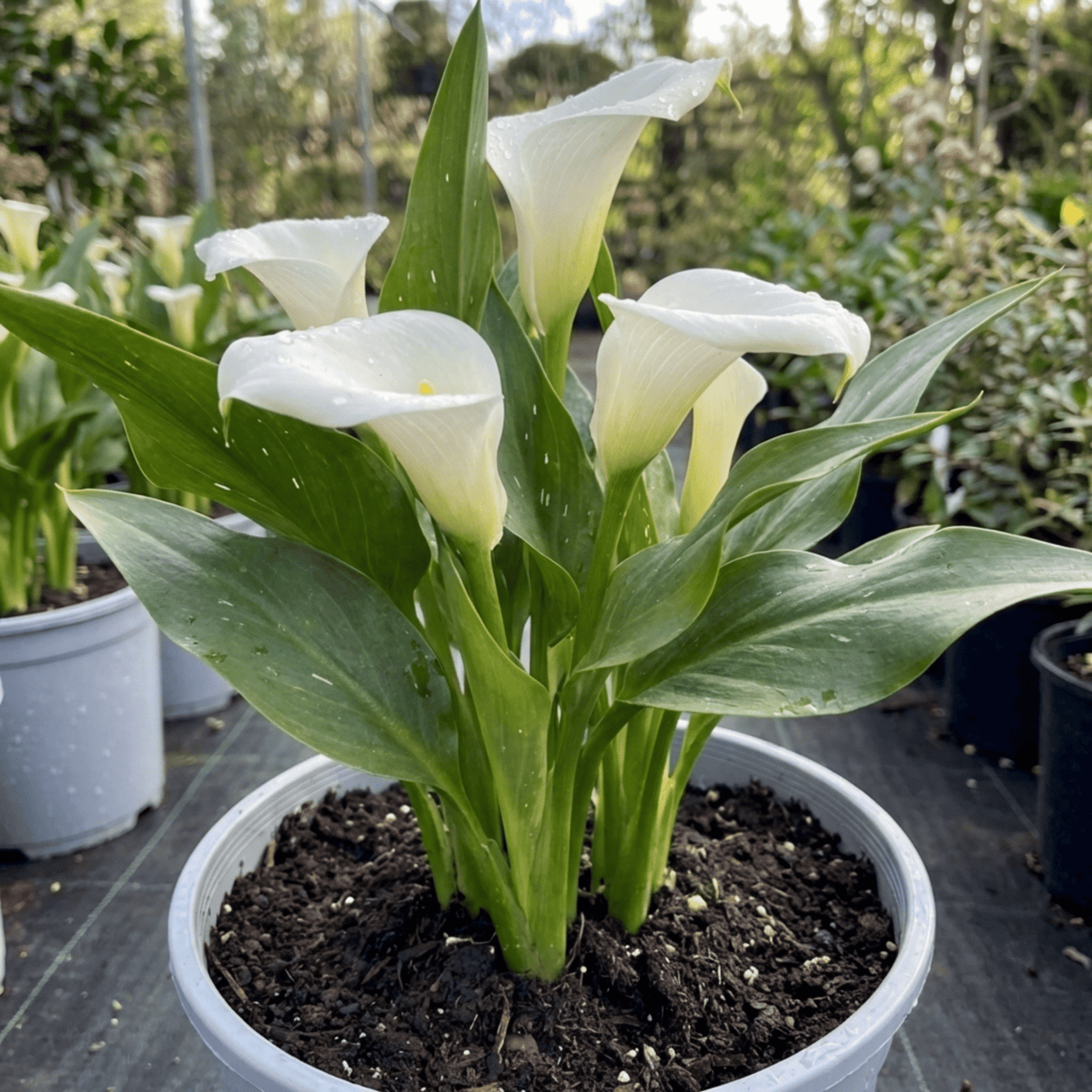 1 Zantedeschia Snow White Live Plant, Hardy Perennial Calla Lily, Outdoor Garden Ready, 3 Litre Root-Ball - Frankton's