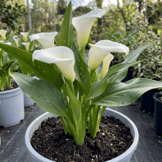 1 Zantedeschia Snow White Live Plant, Hardy Perennial Calla Lily, Outdoor Garden Ready, 3 Litre Root-Ball - Frankton's