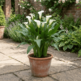1 Zantedeschia Snow White Live Plant, Hardy Perennial Calla Lily, Outdoor Garden Ready, 3 Litre Root-Ball - Frankton's