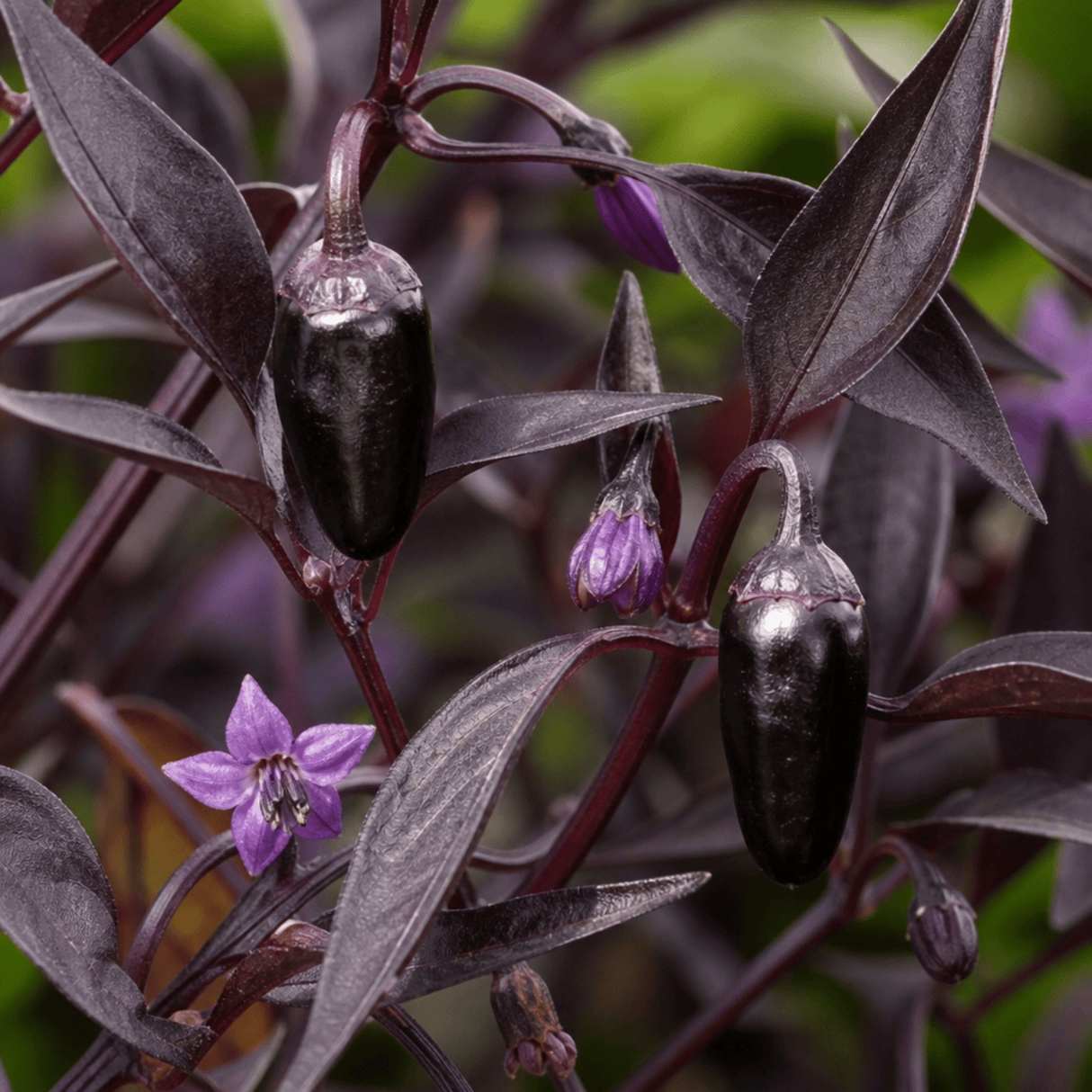 1 Zimbabwe Black Chilli Pepper Plant, Live Hot Pepper, Grow Your Own Chilli, 2Ltr Root Ball - Frankton's
