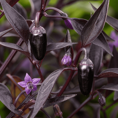 1 Zimbabwe Black Chilli Pepper Plant, Live Hot Pepper, Grow Your Own Chilli, 2Ltr Root Ball - Frankton's