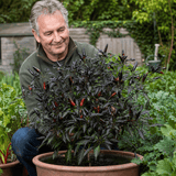 1 Zimbabwe Black Chilli Pepper Plant, Live Hot Pepper, Grow Your Own Chilli, 2Ltr Root Ball - Frankton's