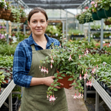 10.5cm Trailing Fuchsia Cascade Plants, 3 Pack, Pink and White, Hanging Basket Summer Bedding, Pots - Frankton's