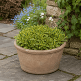 3 Arabis Old Gold Rock Cress Plants, 9cm Pots - Frankton's