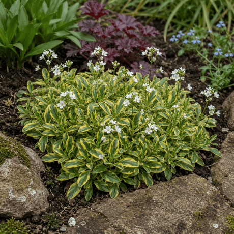 3 Arabis Old Gold Rock Cress Plants, 9cm Pots - Frankton's
