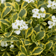 3 Arabis Old Gold Rock Cress Plants, 9cm Pots - Frankton's