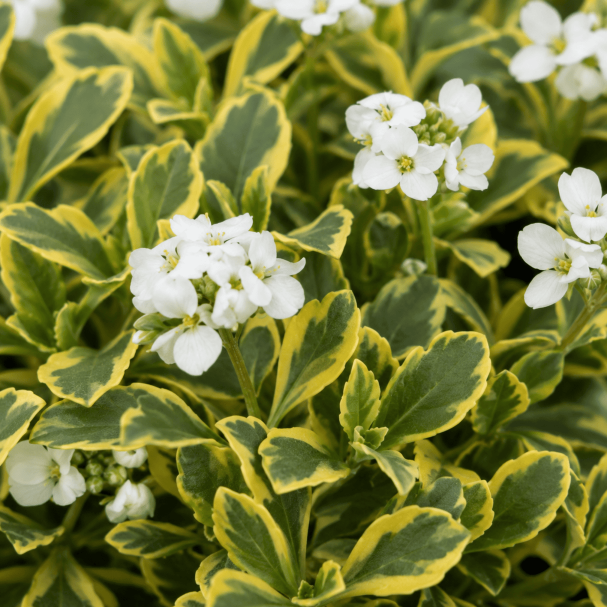 3 Arabis Old Gold Rock Cress Plants, 9cm Pots - Frankton's