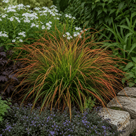3 Carex Prairie Fire Plants, 9cm Pots, Autumn Garden - Frankton's