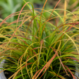 3 Carex Prairie Fire Plants, 9cm Pots, Autumn Garden - Frankton's