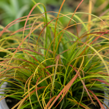 3 Carex Prairie Fire Plants, 9cm Pots, Autumn Garden - Frankton's