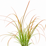 3 Carex Prairie Fire Plants, 9cm Pots, Autumn Garden - Frankton's
