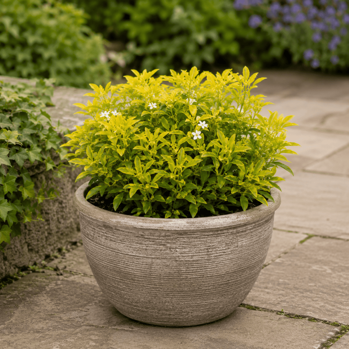 3 Choisya Sundance Shrubs, Hardy Evergreen, 9cm Pots - Frankton's