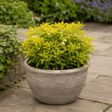 3 Choisya Sundance Shrubs, Hardy Evergreen, 9cm Pots - Frankton's