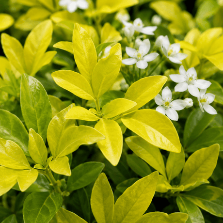 3 Choisya Sundance Shrubs, Hardy Evergreen, 9cm Pots - Frankton's