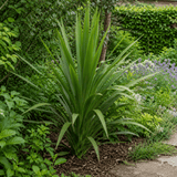 3 Cordyline Australis Plants, Hardy Evergreen, 9cm Pots - Frankton's