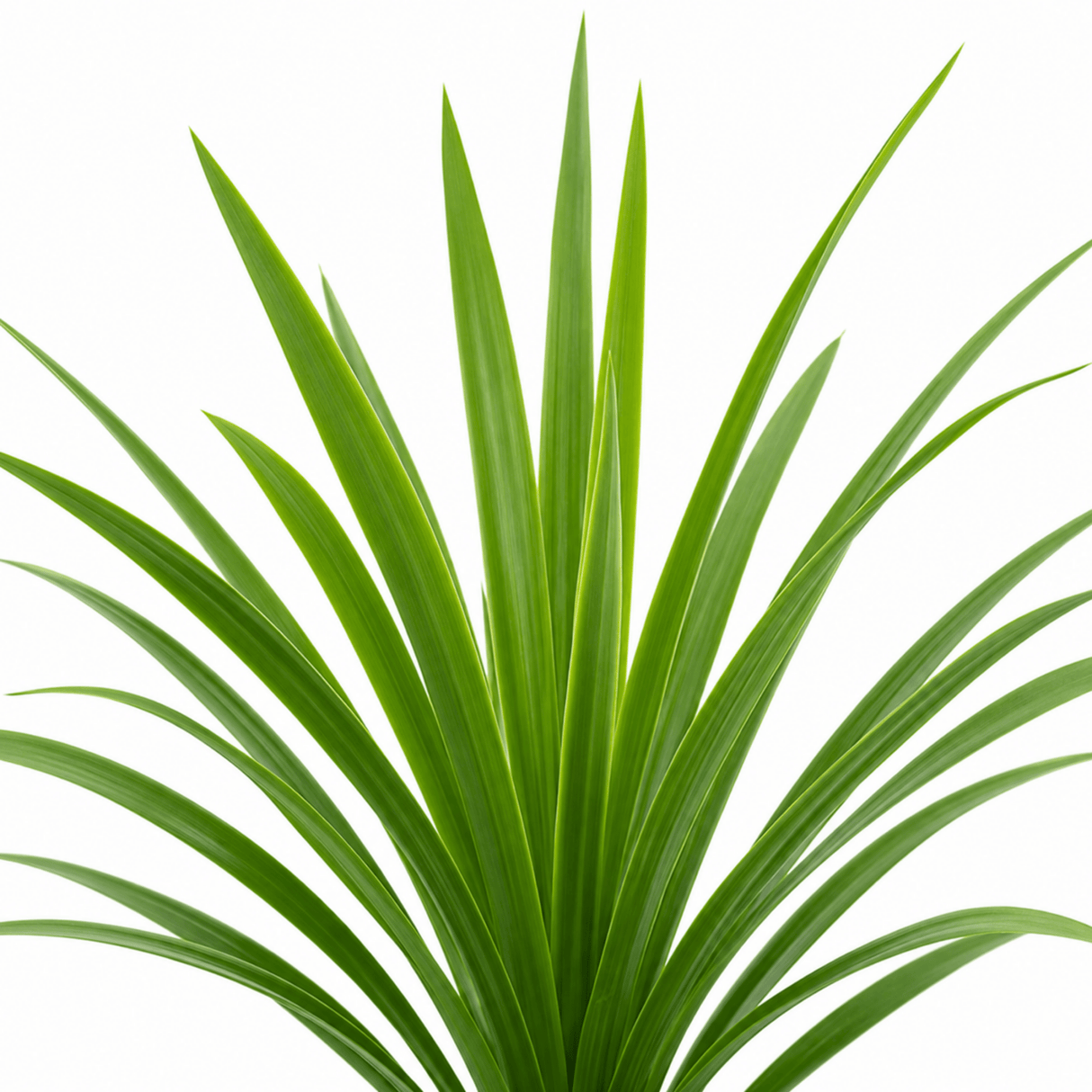 3 Cordyline Australis Plants, Hardy Evergreen, 9cm Pots - Frankton's