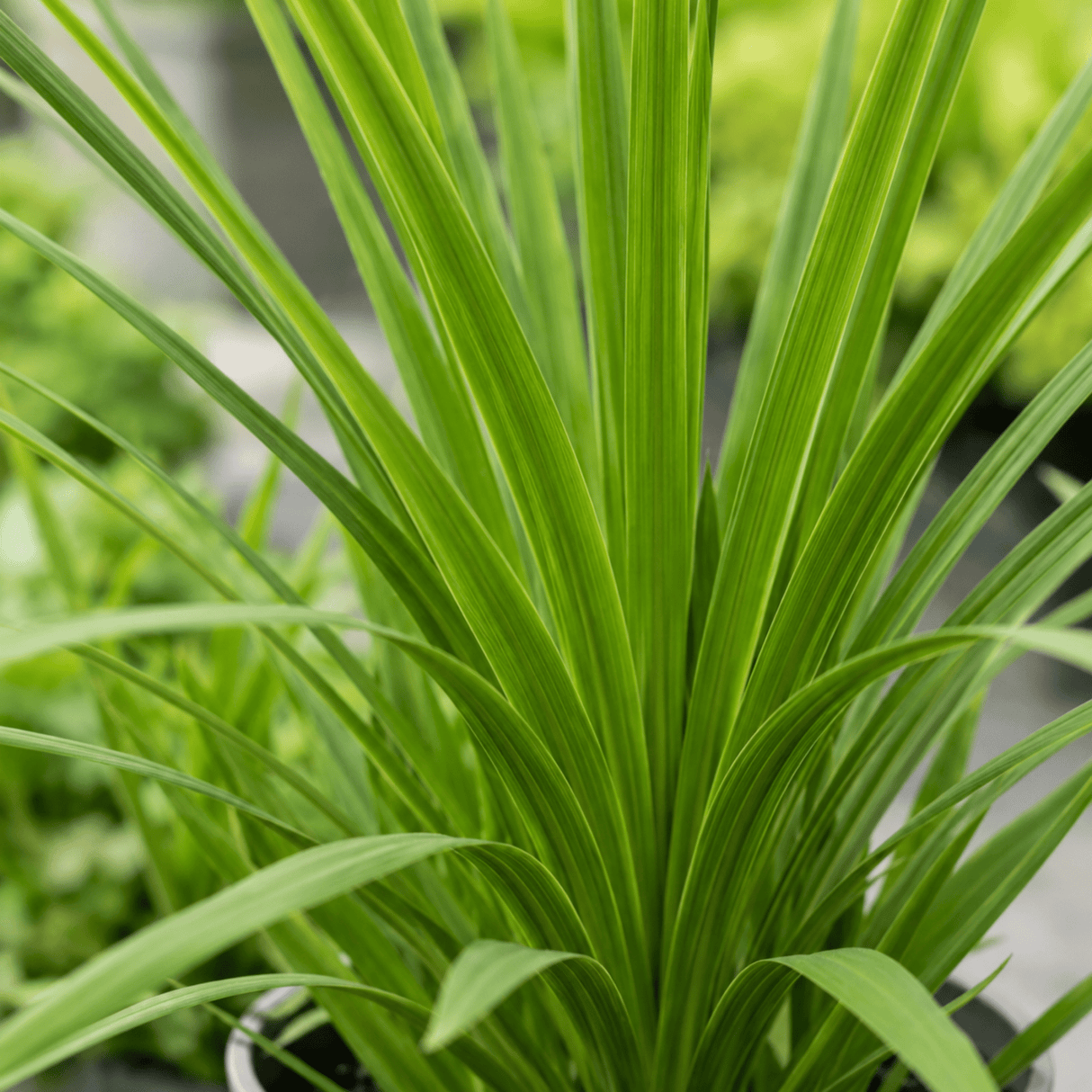 3 Cordyline Australis Plants, Hardy Evergreen, 9cm Pots - Frankton's