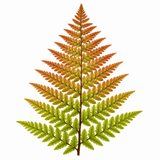 3 Dryopteris Erythrosora Copper Shield Fern Pots, 9cm - Frankton's