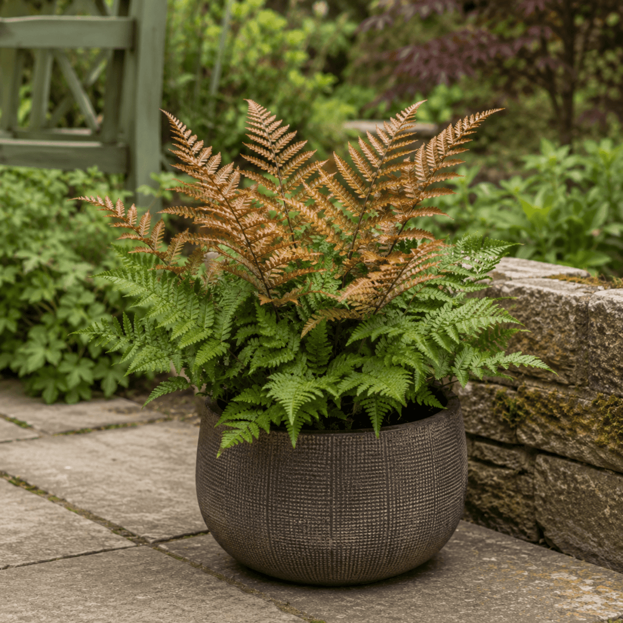 3 Dryopteris Erythrosora Copper Shield Fern Pots, 9cm - Frankton's