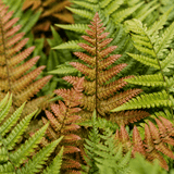 3 Dryopteris Erythrosora Copper Shield Fern Pots, 9cm - Frankton's