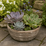 3 Echeveria Succulent Plants, 9cm Pots, Assorted Mix - Frankton's