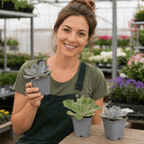 3 Echeveria Succulent Plants, 9cm Pots, Assorted Mix - Frankton's