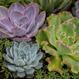 3 Echeveria Succulent Plants, 9cm Pots, Assorted Mix - Frankton's