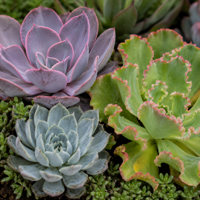 3 Echeveria Succulent Plants, 9cm Pots, Assorted Mix - Frankton's