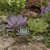 3 Echeveria Succulent Plants, 9cm Pots, Assorted Mix - Frankton's