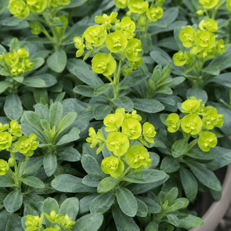 3 Euphorbia Robbiae Plants, 9cm Pots, Shade Ground Cover - Frankton's