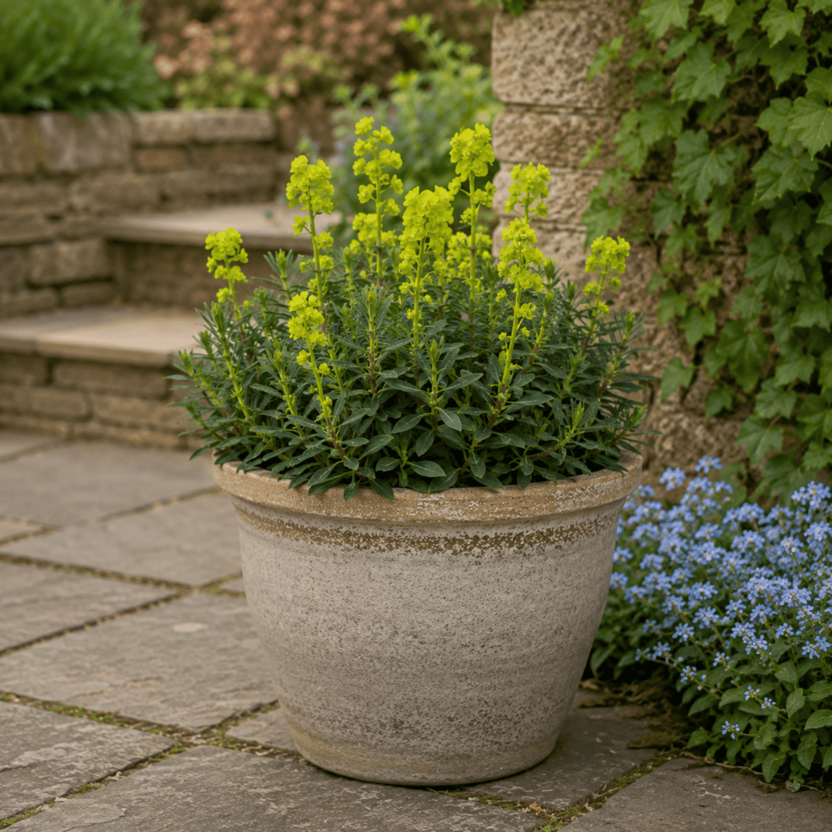3 Euphorbia Robbiae Plants, 9cm Pots, Shade Ground Cover - Frankton's