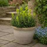 3 Euphorbia Robbiae Plants, 9cm Pots, Shade Ground Cover - Frankton's