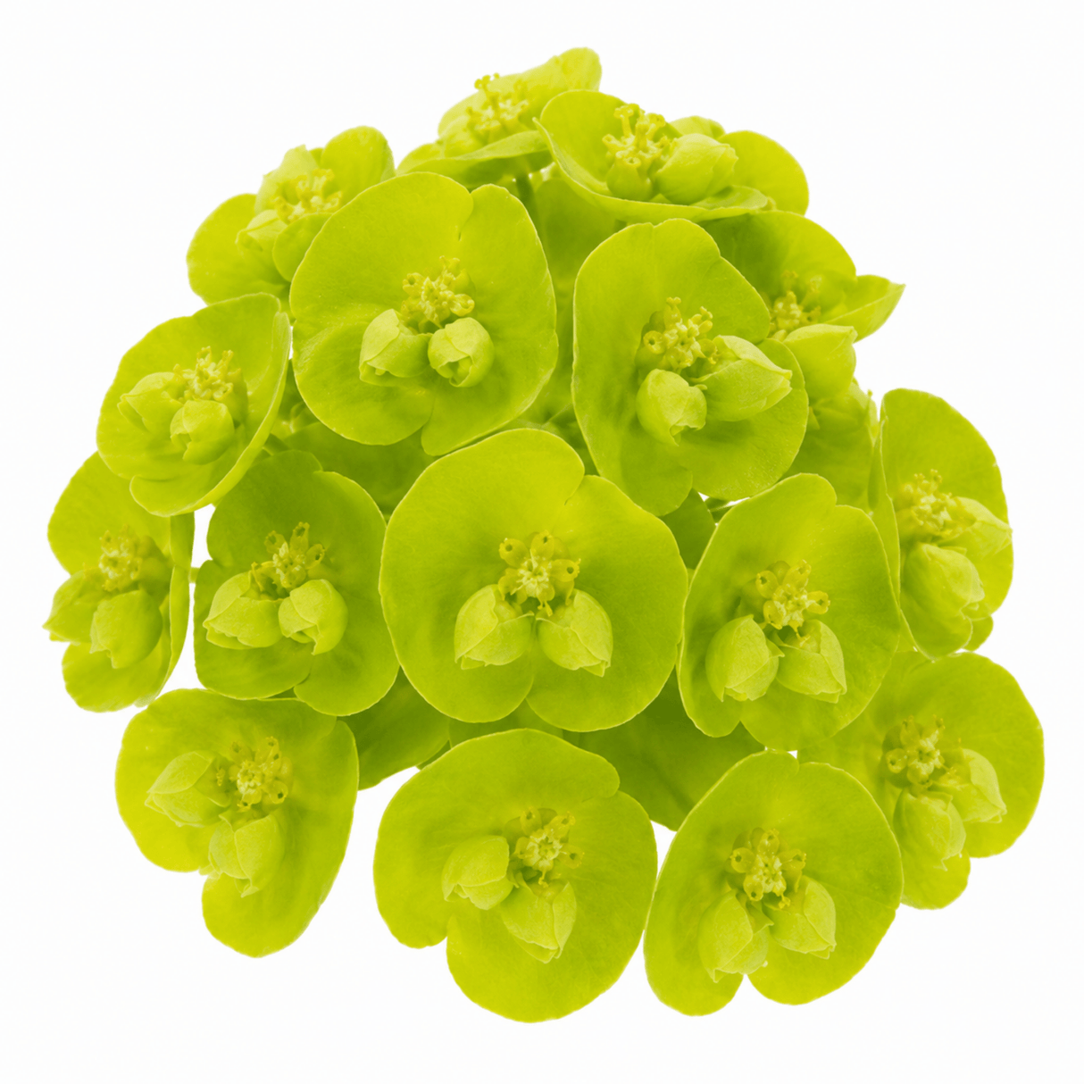 3 Euphorbia Robbiae Plants, 9cm Pots, Shade Ground Cover - Frankton's