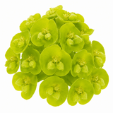 3 Euphorbia Robbiae Plants, 9cm Pots, Shade Ground Cover - Frankton's