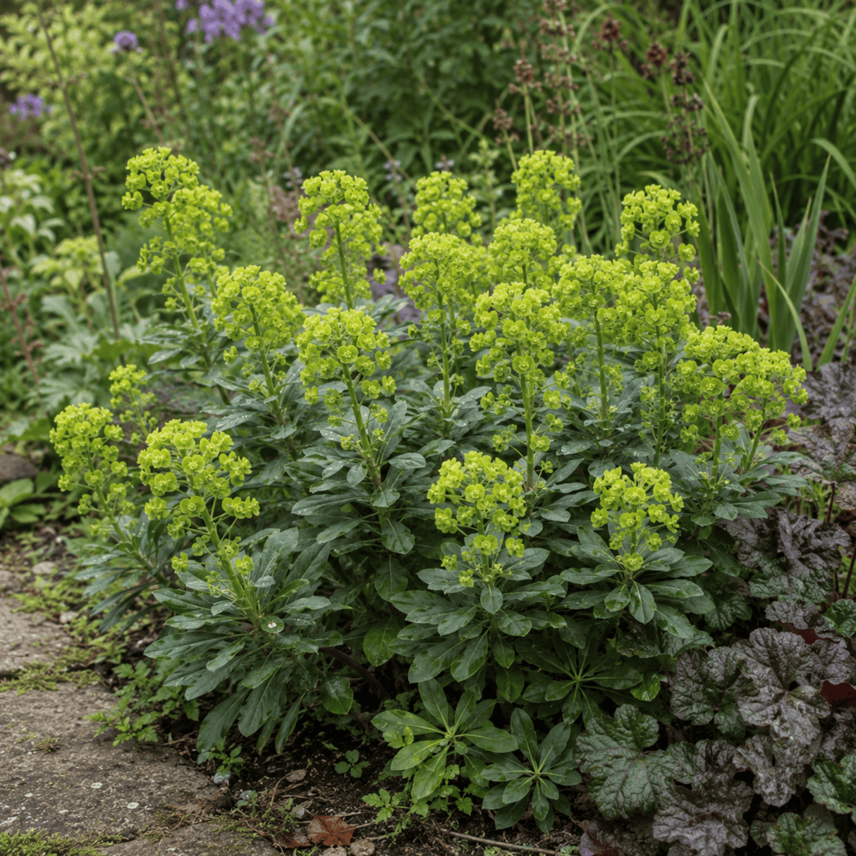 3 Euphorbia Robbiae Plants, 9cm Pots, Shade Ground Cover - Frankton's