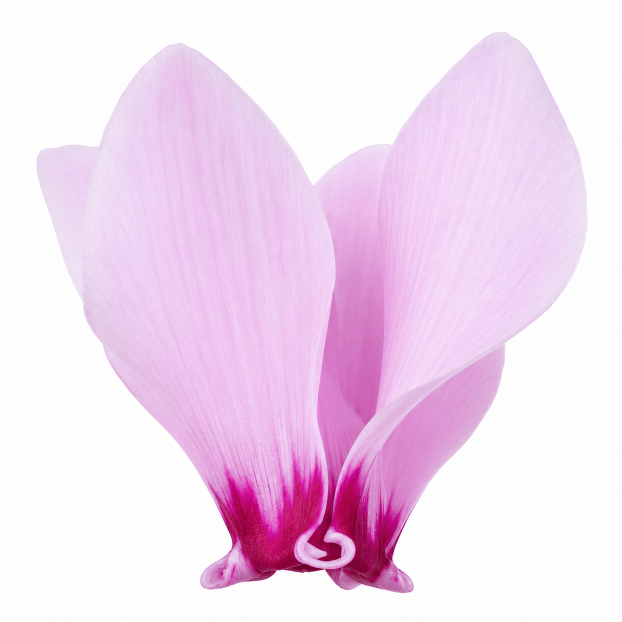 3 Hardy Cyclamen Hederifolium, Autumn Flowering, 9cm Pots - Frankton's
