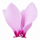 3 Hardy Cyclamen Hederifolium, Autumn Flowering, 9cm Pots - Frankton's
