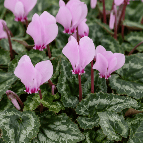 3 Hardy Cyclamen Hederifolium, Autumn Flowering, 9cm Pots - Frankton's