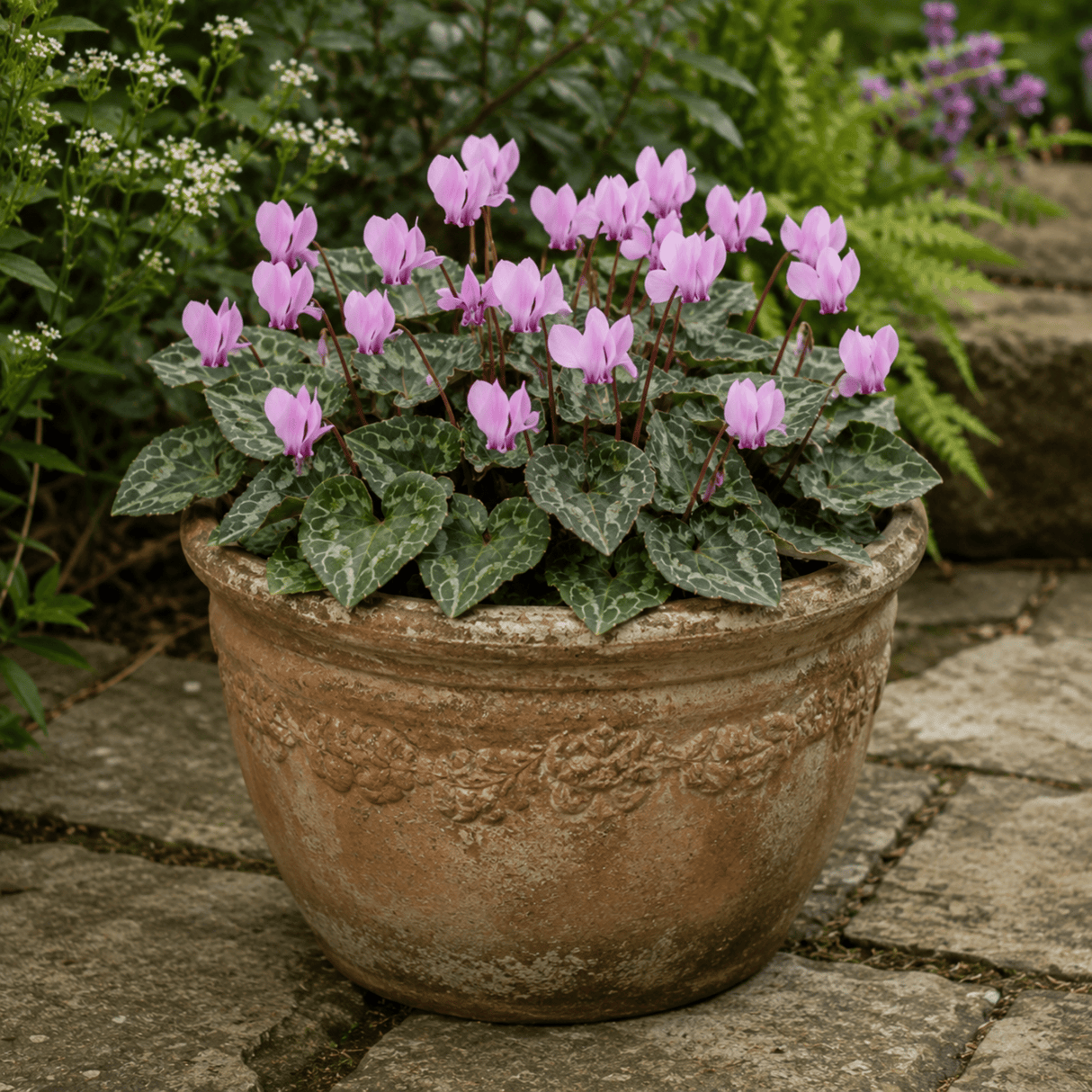 3 Hardy Cyclamen Hederifolium, Autumn Flowering, 9cm Pots - Frankton's